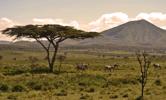 Serengeti darf nicht sterben?