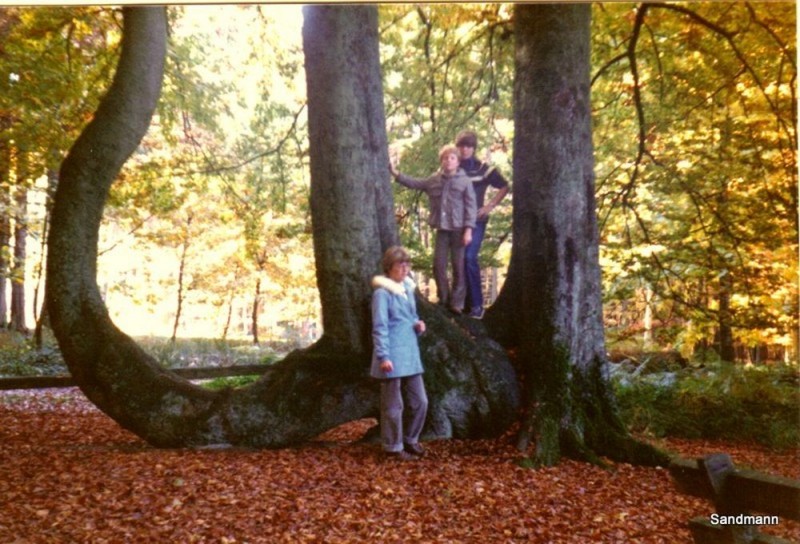 Kaiser-Wilhelm-Buche 1978... noch dreifach da.