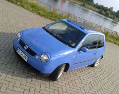 Jennys Lupo