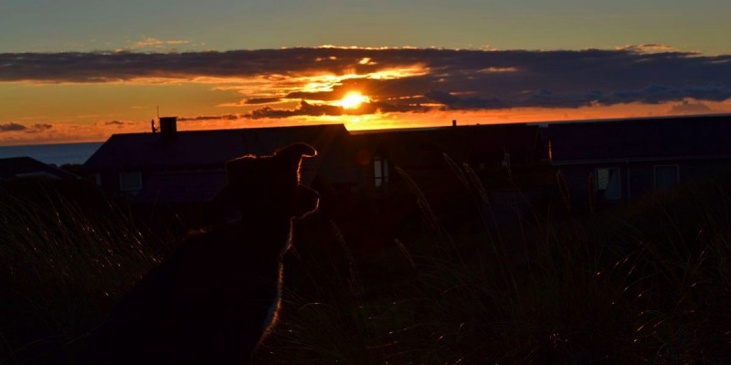 Border im Abendlicht...