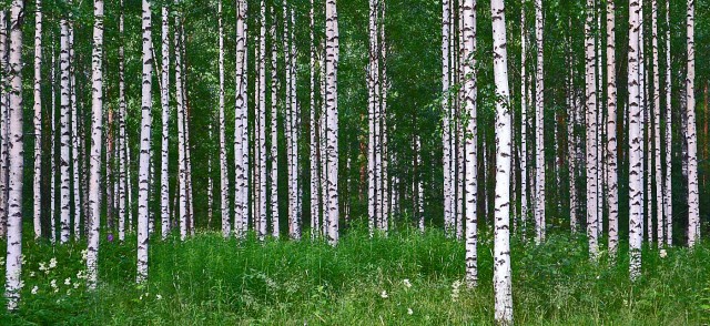 Wie man in den Wald reinruft...