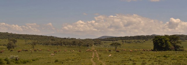 Unmengen von hopsendem und stehendem Getier