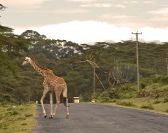 Giraffe auf dem Heimweg